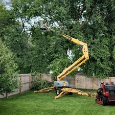 Best Tree Disease Treatment  in Ripley, WV