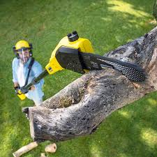 Best Commercial Tree Services  in Ripley, WV