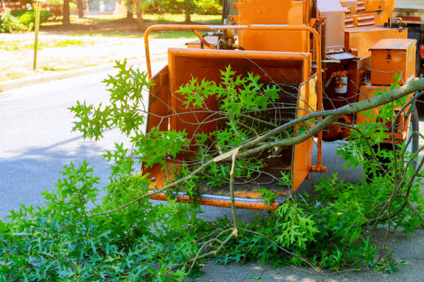 Best Weed Control  in Ripley, WV